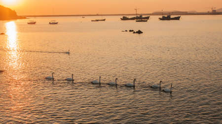 White Swanの写真素材