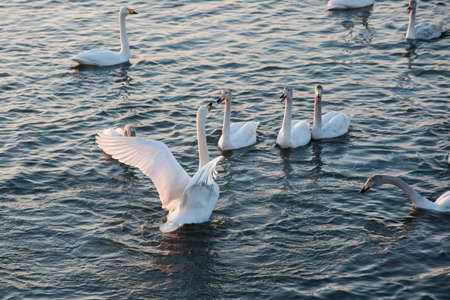 White Swanの写真素材