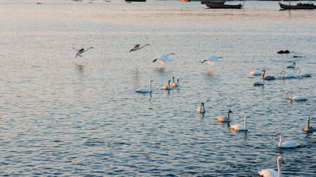 White Swanの写真素材