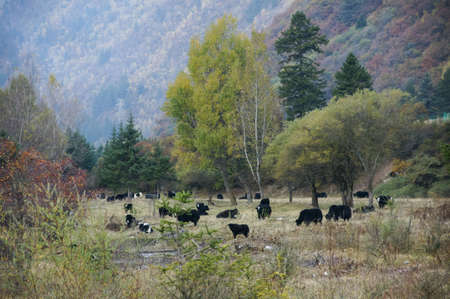 China Sichuan Aba road sceneryの写真素材