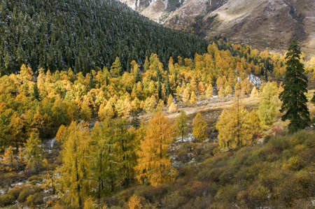 China Sichuan autumn sceneryの写真素材