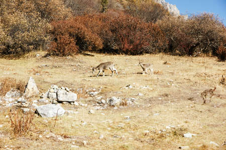 Scenery of Yading in Daocheng county, Sichuan of Chinaの写真素材