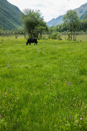 Mt Siguniang,  build gully scenery in Sichuan Chinaの写真素材