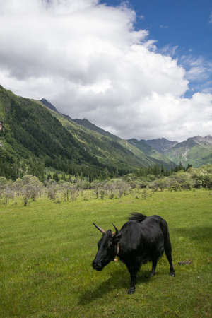 cow in Sichuan, Chinaの写真素材