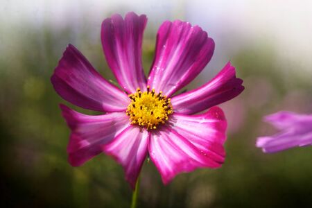 Shrubby cinquefoilの写真素材