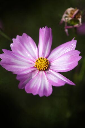 Shrubby cinquefoilの写真素材