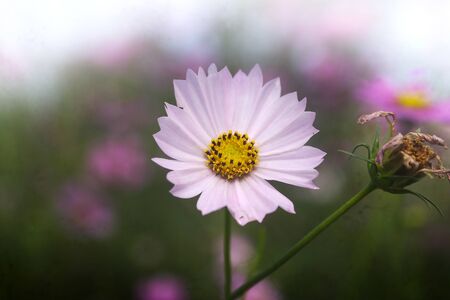 Shrubby cinquefoilの写真素材