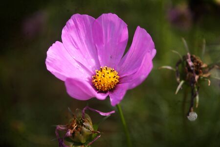 Shrubby cinquefoilの写真素材