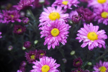 chrysanthemum flowers at outdoorの写真素材