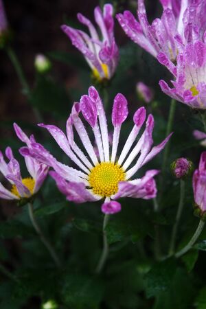 chrysanthemum flowers, closeupの写真素材
