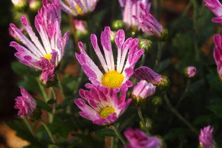 chrysanthemum glowers, closeupの写真素材