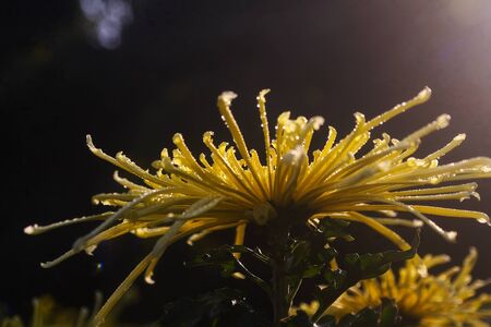 chrysanthemum flower at outdoorの写真素材