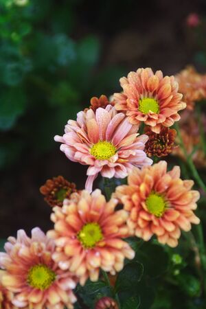 chrysanthemum flower at outdoorの写真素材