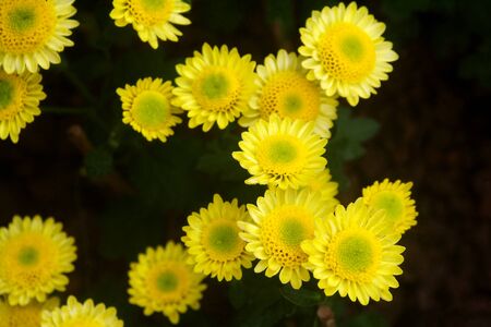 chrysanthemum flower at outdoorの写真素材
