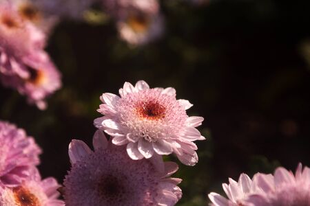 chrysanthemum flowers at outdoorの写真素材