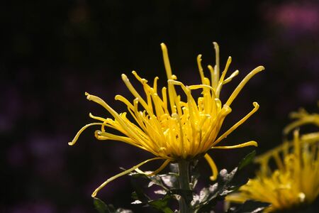 chrysanthemum flowers at outdoorの写真素材