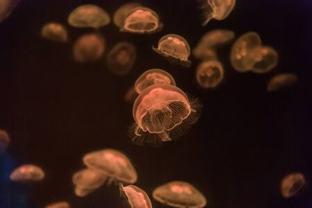 Jellyfishの写真素材