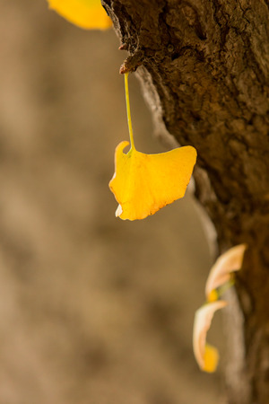 Leaves on the trunkの写真素材