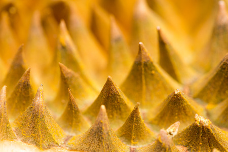 Close up durian fruitの写真素材