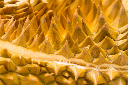 Close up durian fruit