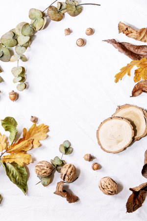 Composition with yellow maple leaves, eucalyptus branches and chestnuts over a white background. Flat lay, copy spaceの写真素材