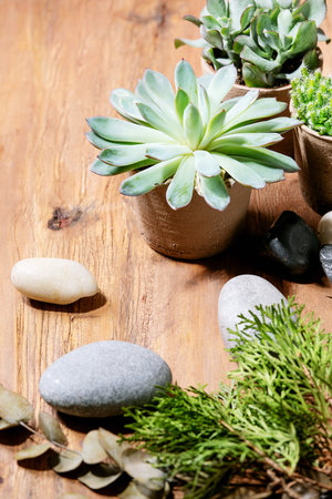 Variety of succulent plants with Echeveria pulidonis and rocks in the ceramic pots over wooden texture backgroundの写真素材