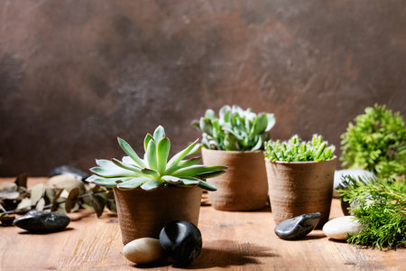 Variety of succulent plants with Echeveria pulidonis and rocks in the ceramic pots over wooden texture backgroundの写真素材