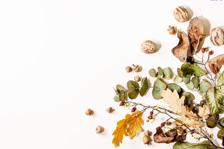 Composition with yellow maple leaves, eucalyptus branches and chestnuts over a white background. Flat lay, copy spaceの写真素材