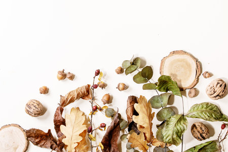 Composition with yellow maple leaves, eucalyptus branches and chestnuts over a white background. Flat lay, copy spaceの写真素材