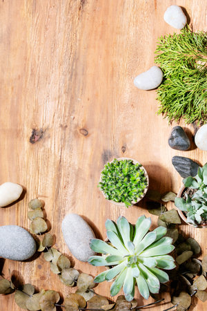 Variety of succulent plants with Echeveria pulidonis and rocks in the ceramic pots over wooden texture background. Top view, flat lay. Copy spaceの写真素材