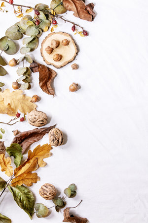 Composition with yellow maple leaves, eucalyptus branches and chestnuts over a white background. Flat lay, copy spaceの写真素材