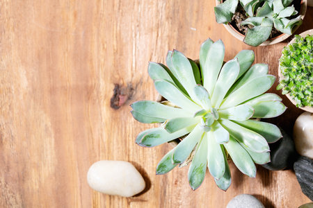 Variety of succulent plants with Echeveria pulidonis and rocks in the ceramic pots over wooden texture background. Top view, flat lay. Copy spaceの写真素材