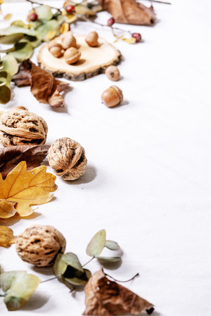 Composition with yellow maple leaves, eucalyptus branches and chestnuts over a white background. Copy spaceの写真素材