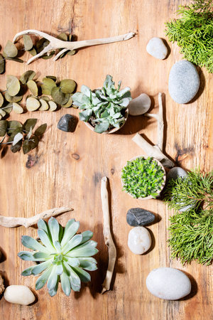 Variety of succulent plants with Echeveria pulidonis and rocks in the ceramic pots over wooden texture background. Top view, flat lay. Copy spaceの写真素材
