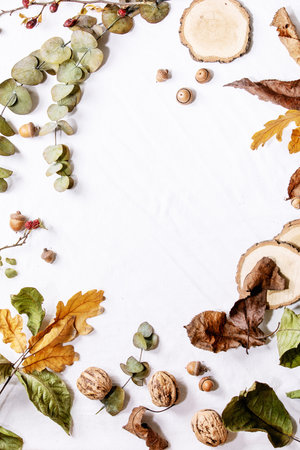 Composition with yellow maple leaves, eucalyptus branches and chestnuts over a white background. Flat lay, copy spaceの写真素材