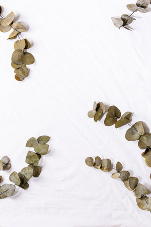 Eucalyptus branch round leaves over white cotton textile background. Flat lay, copy spaceの写真素材