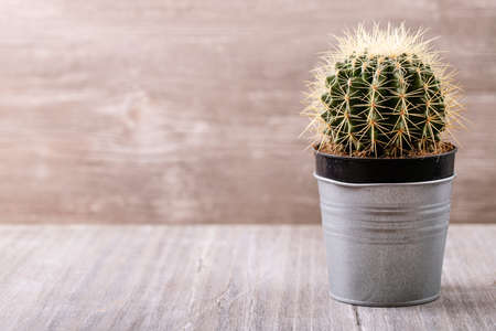 Potted cactus over a white backgroundの写真素材
