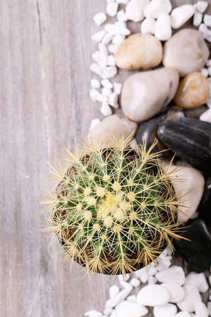 Potted cactus with decorative white rocks over a white backgroundの写真素材