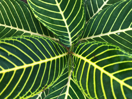 Tropical leaves , abstract green leaves texture , nature background