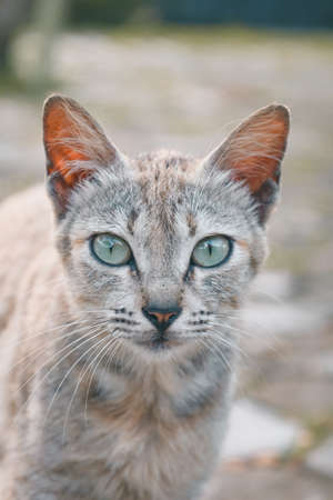 The cat looking at the cameraの写真素材