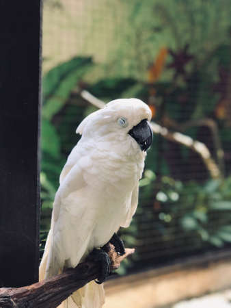 Sleepy white cockatoo with background cageの写真素材
