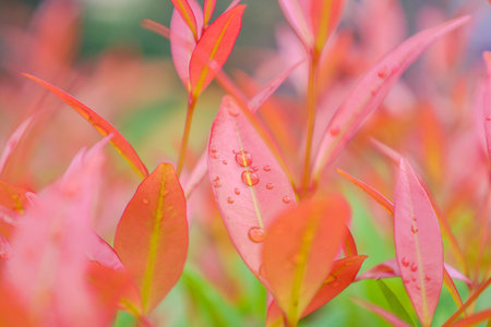 The drops of the rain on red leaf at the gardenの写真素材