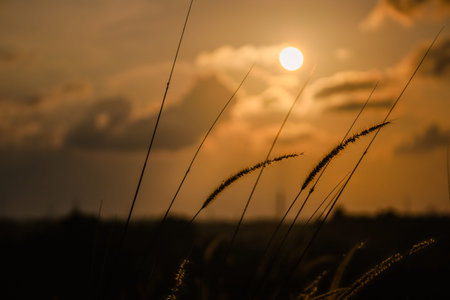 Sunset in the garden with some grass