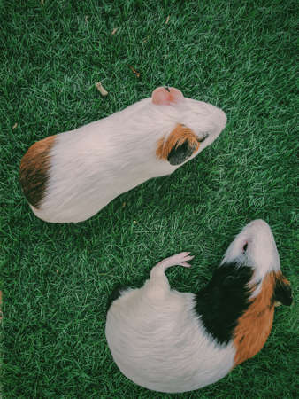Two hamster on the grassの写真素材