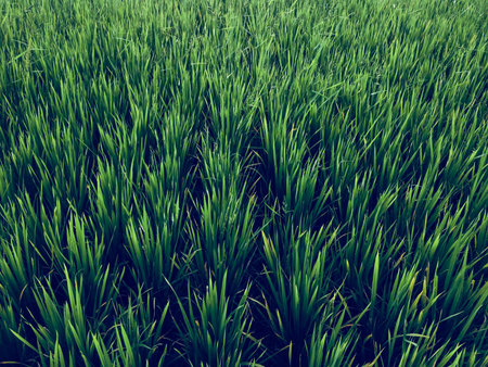 Green terraced rice field in samboja , indonesia