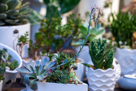 Indoor succulent plant