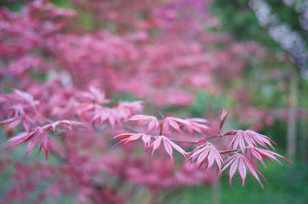 red autumnal leavesの写真素材