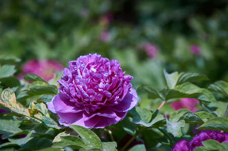 peonyの写真素材
