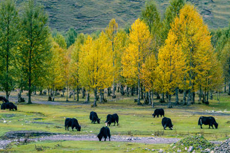 The scenery of Daocheng Yading in the Sichuan-Tibetan Plateau region of Ganzi, Chinaの写真素材