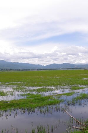 Wetland Parkの写真素材